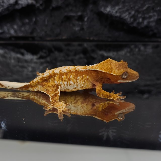 레드 트라이 익스트림할리퀸