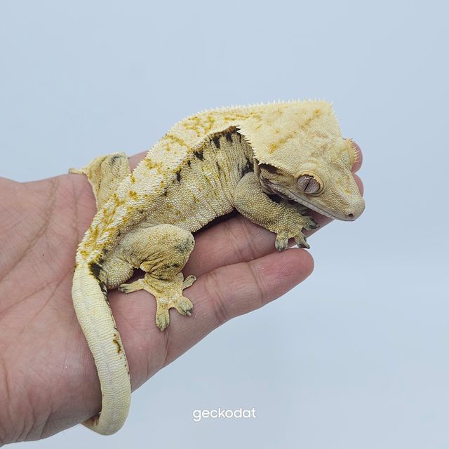 옐로우 트라이 익스트림할리퀸