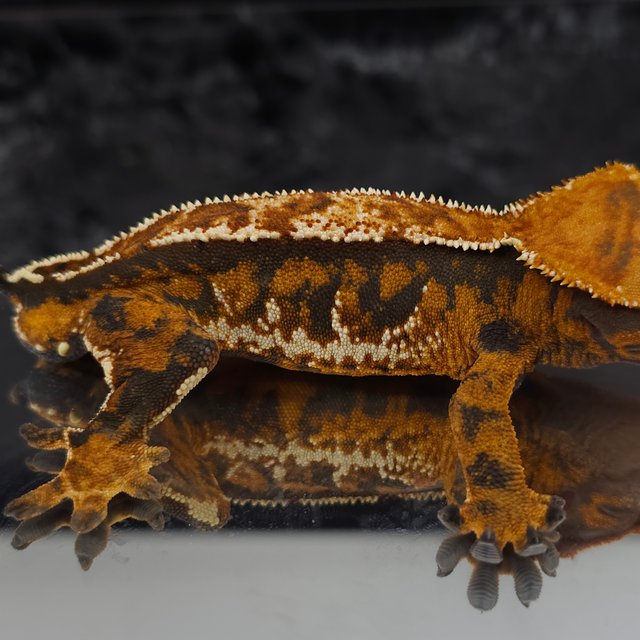 할로윈 트라이 익스트림할리퀸