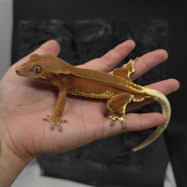 레드 팬텀 릴리화이트