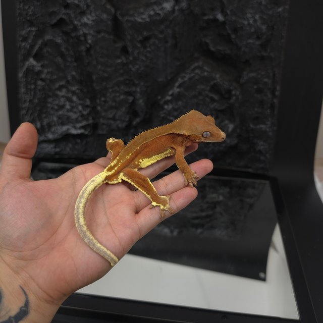 레드 팬텀 릴리화이트