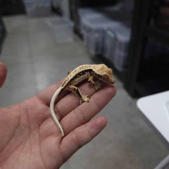 트라이 쿼드 핀스트라이프