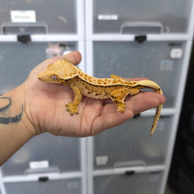 크림 풀핀 트라이 익스트림할리퀸