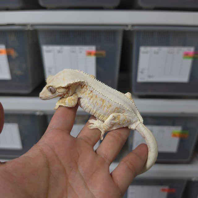 솔리드백 레드 릴리화이트