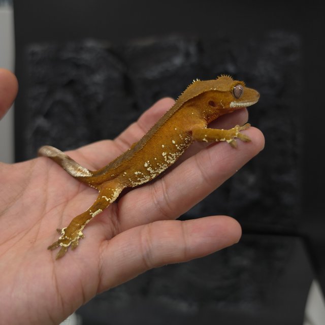 레드 바이 화이트포트홀