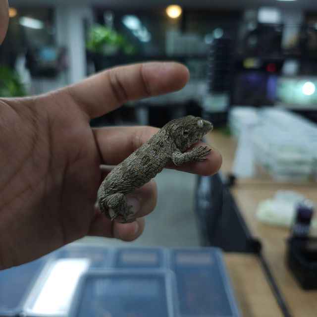노멀