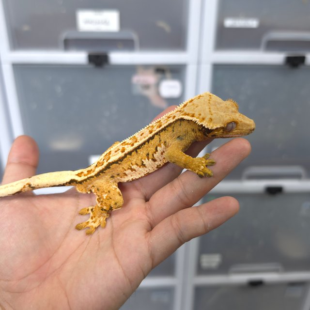 크림 풀핀 트라이 익스트림할리퀸