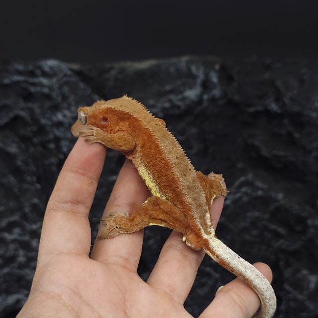 레드 팬텀 릴리화이트