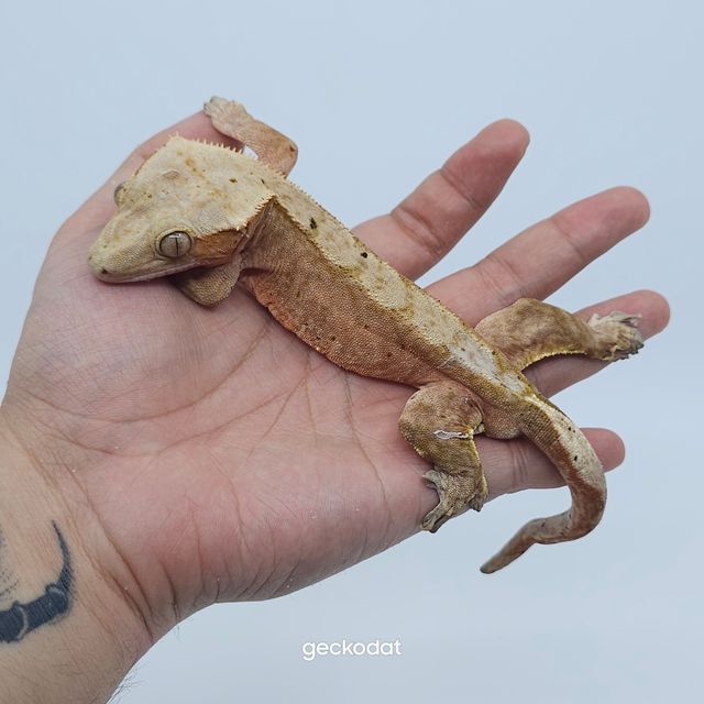 카푸치노