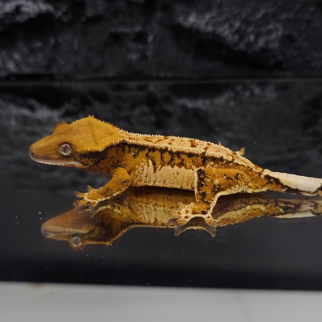 핀스트라이프 트라이 익스트림할리퀸