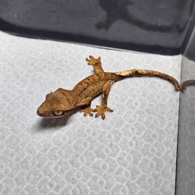 옐로우