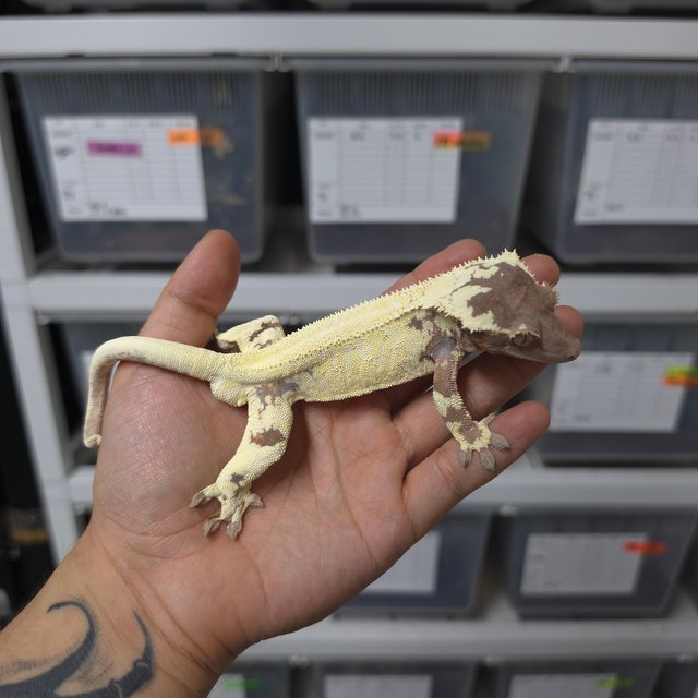 쿼드 핀스트라이프