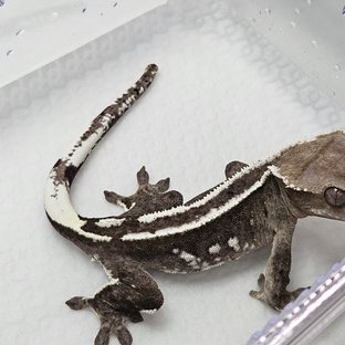 아잔2