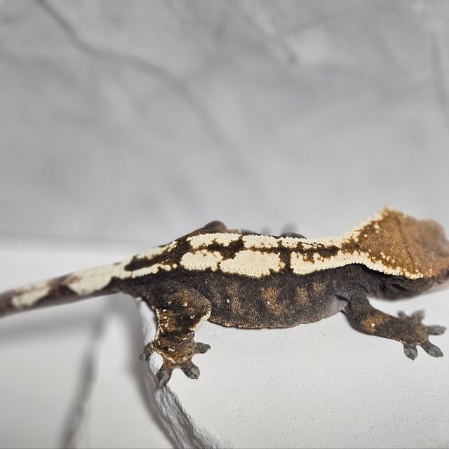 세이블