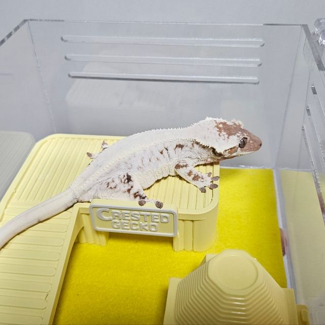 릴리 세이블
