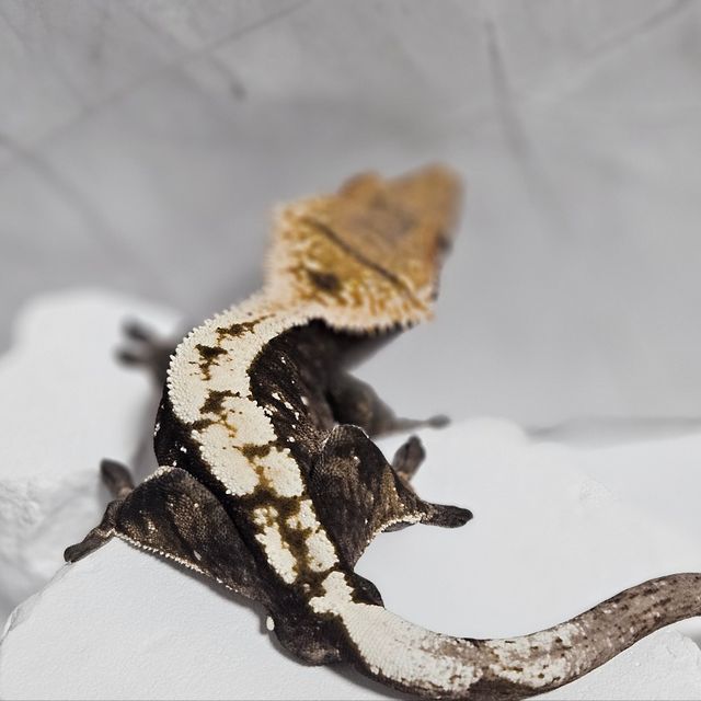 세이블
