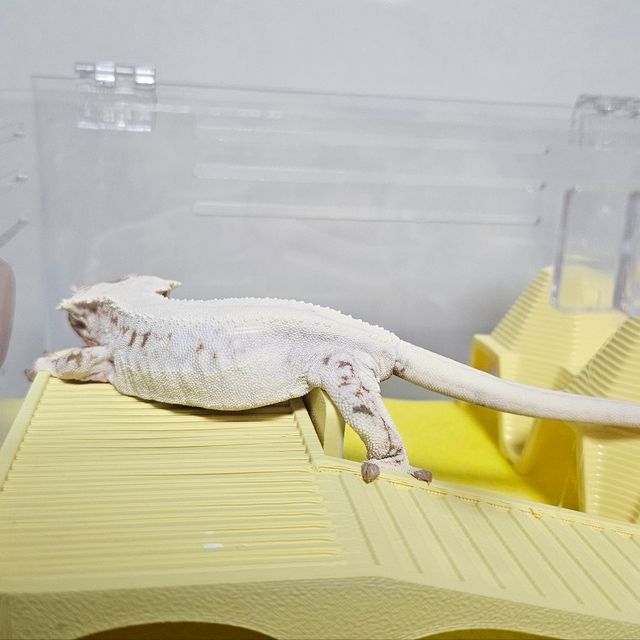 릴리 세이블