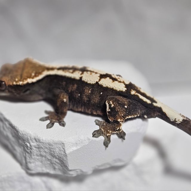 세이블