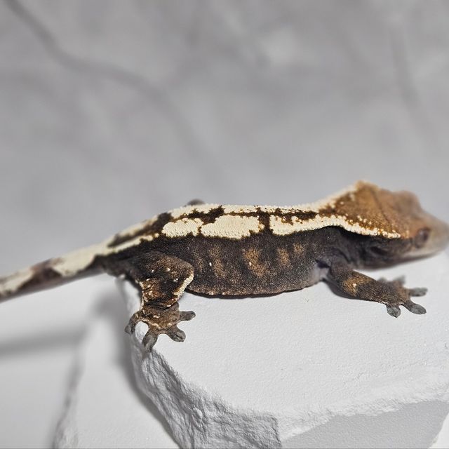 세이블