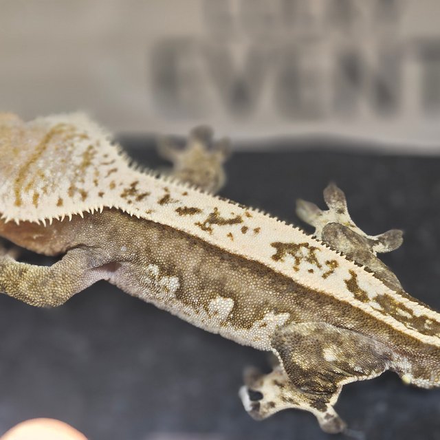 아잔틱 100%헷아잔틱