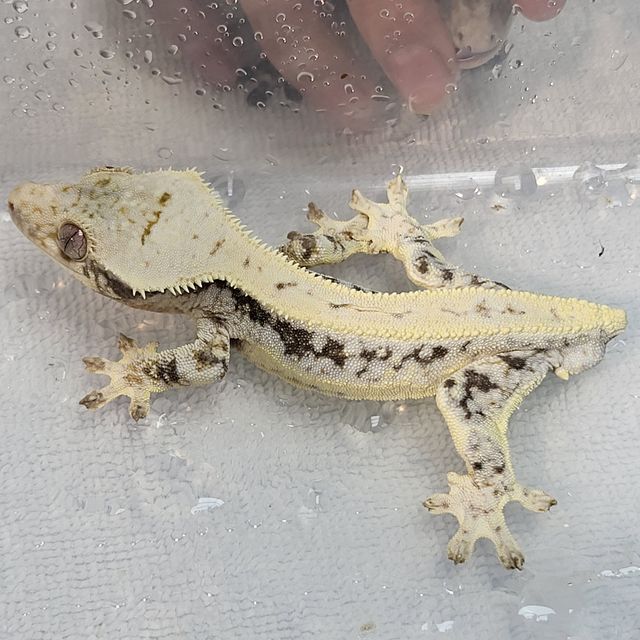 릴리화이트 쿼드 풀핀