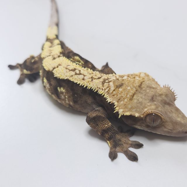 세이블
