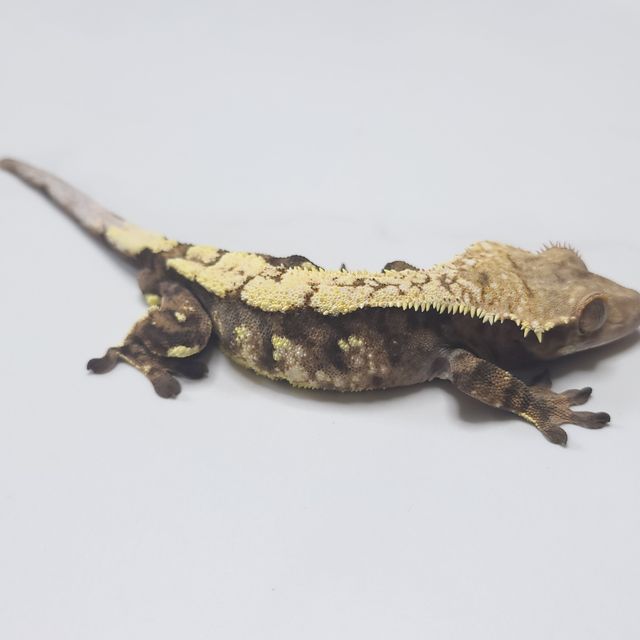 세이블