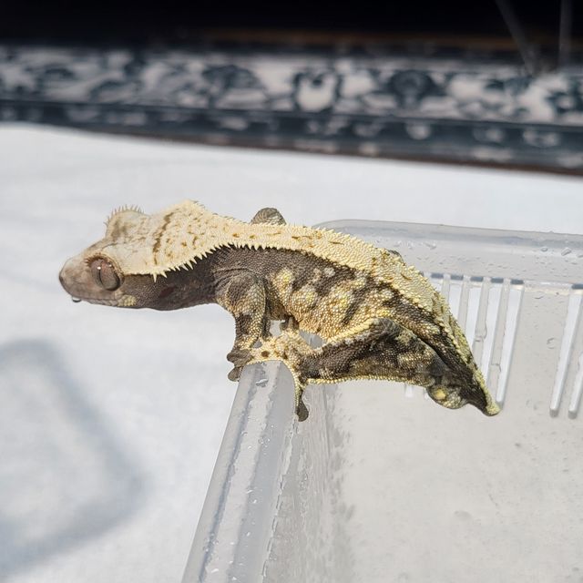 트라이 익스트림할리퀸 쿼드