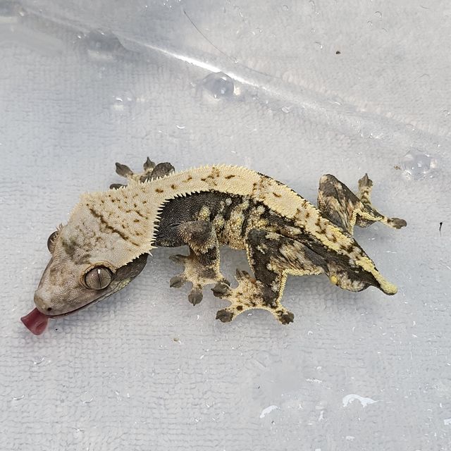 트라이 익스트림할리퀸 쿼드