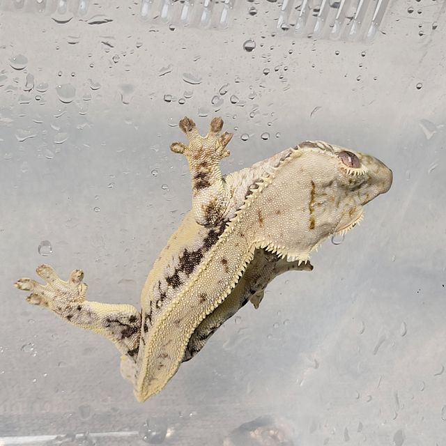 릴리화이트 쿼드 풀핀