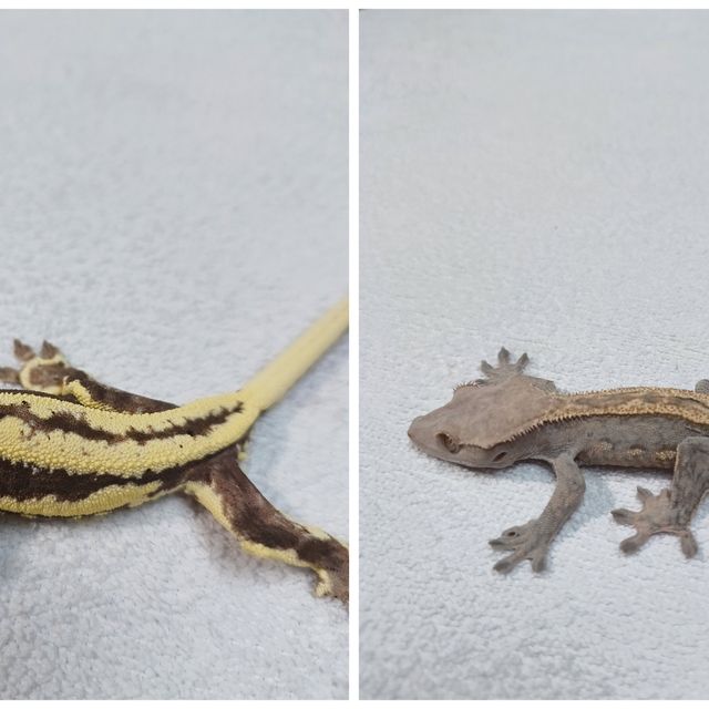 슈퍼스트라이프 엠티백 노멀 프라푸치노