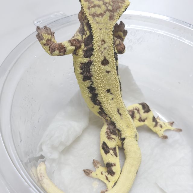 프라푸치노