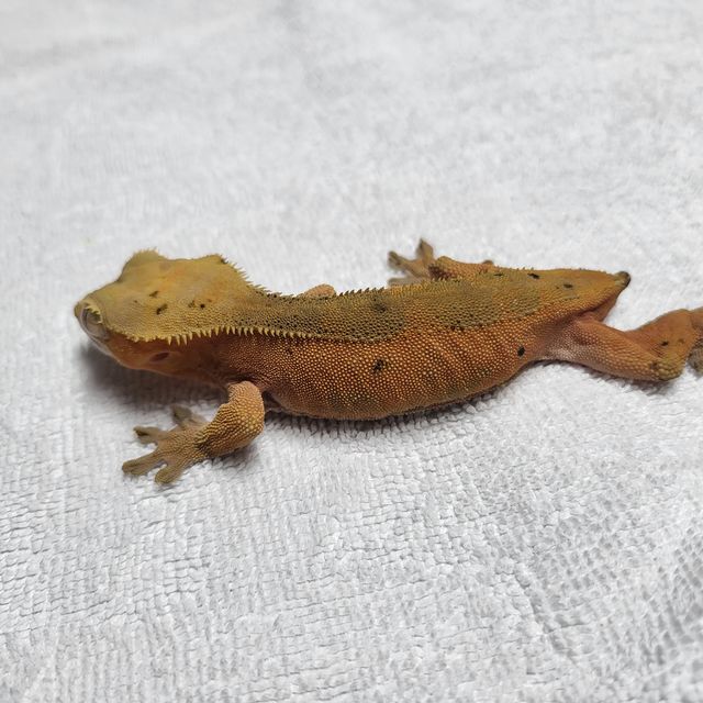 레드 바이 달마시안