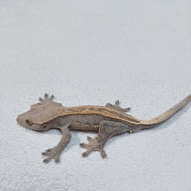 슈퍼스트라이프 엠티백 노멀 프라푸치노