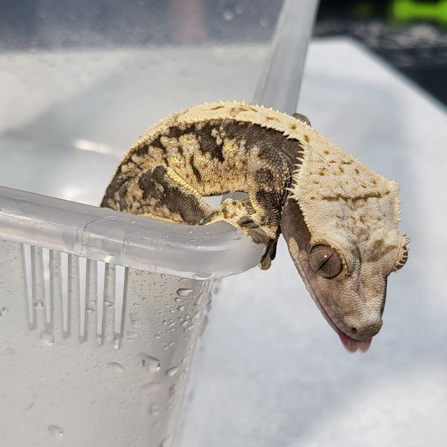 트라이 익스트림할리퀸 쿼드