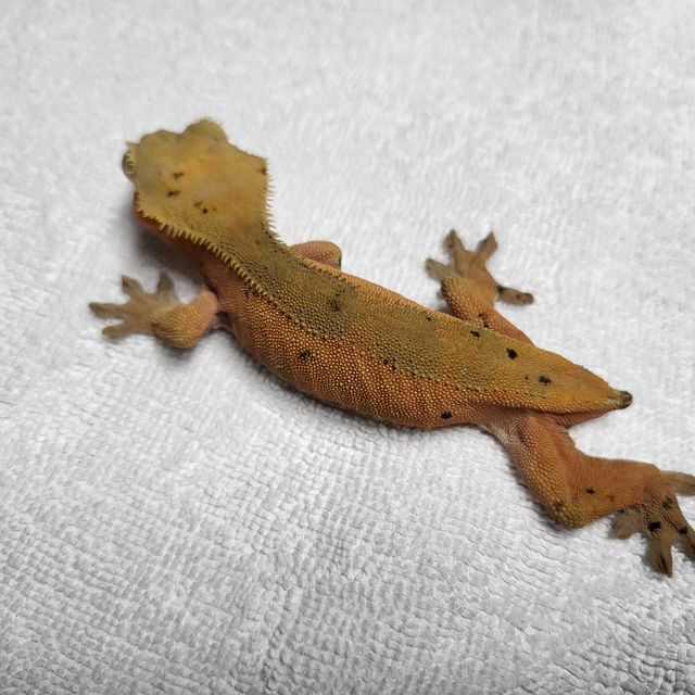 레드 바이 달마시안