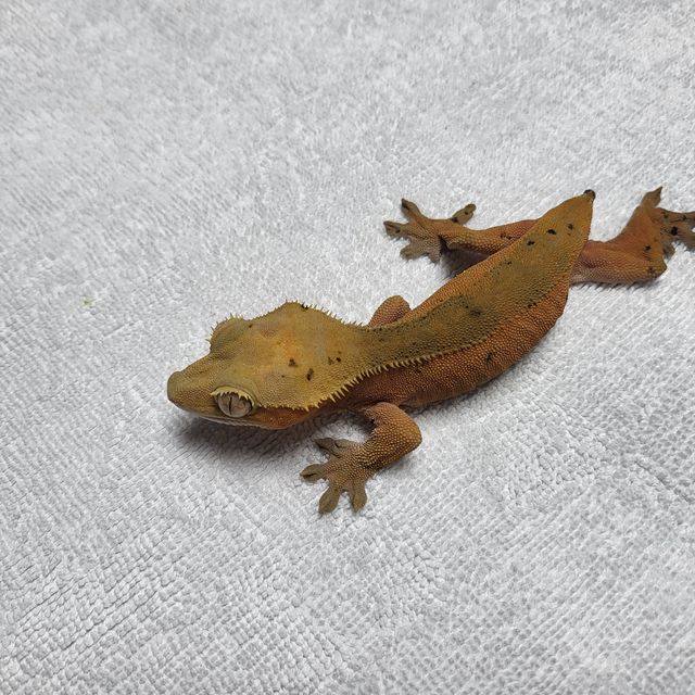 레드 바이 달마시안