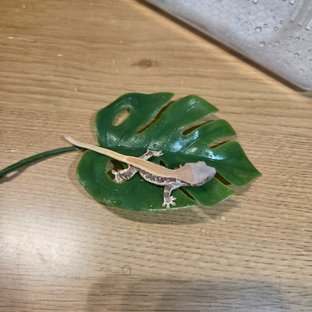 릴리화이트 솔리드백