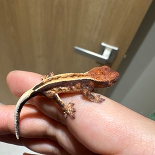 세이블 100%헷아잔틱