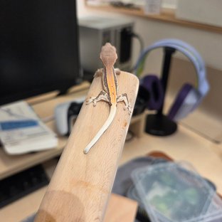 오구x시루