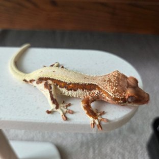 오구x시루