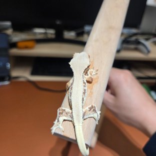 솜사탕×얼그레이