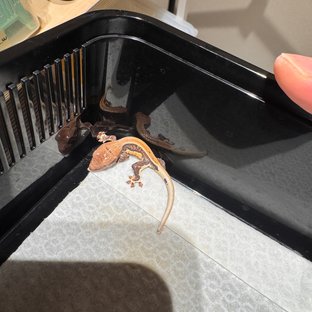 릴리100%헷아잔틱