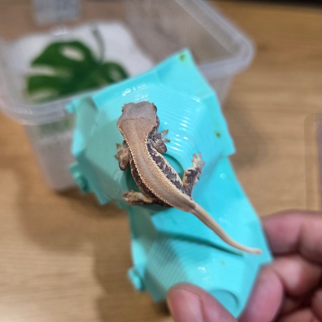 릴리화이트 솔리드백