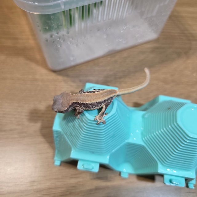 릴리화이트 솔리드백