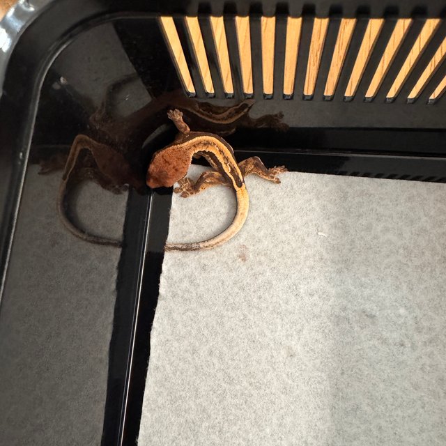 세이블 100%헷아잔틱