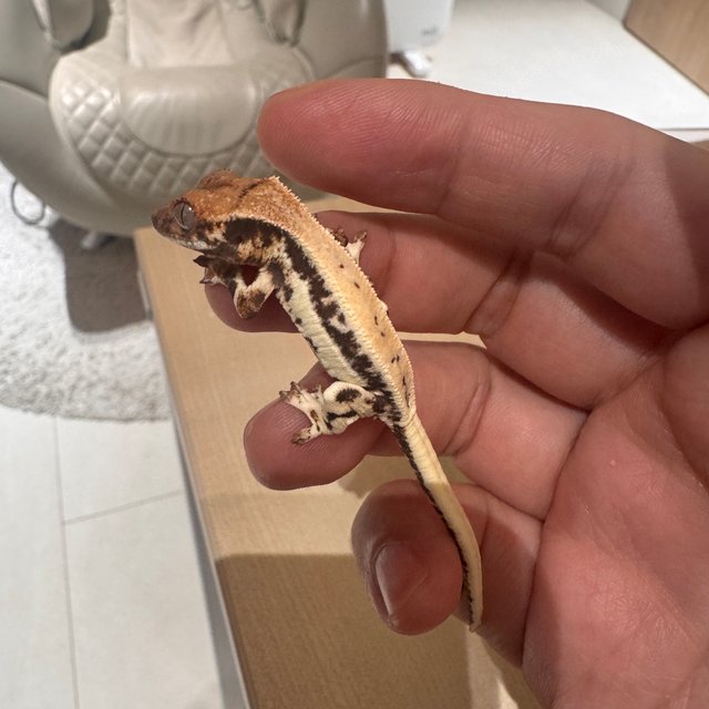 릴리 세이블 100%헷아잔틱