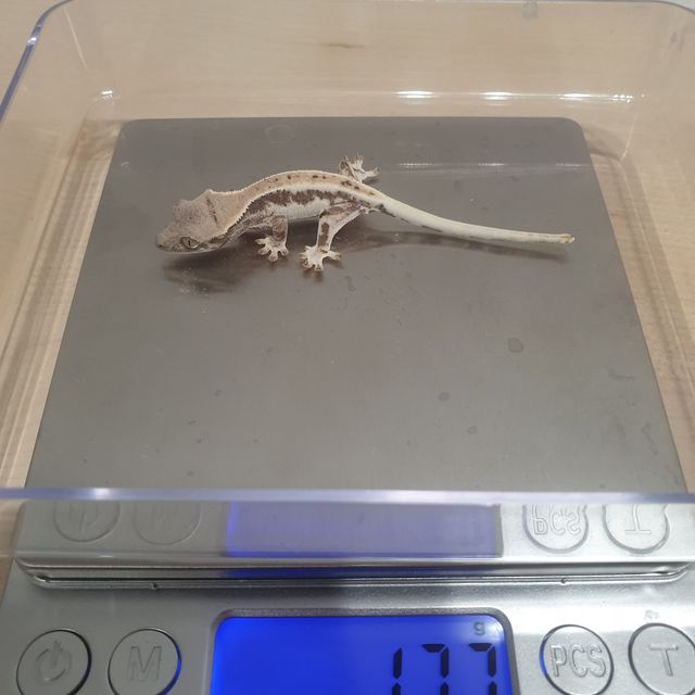 프라푸치노