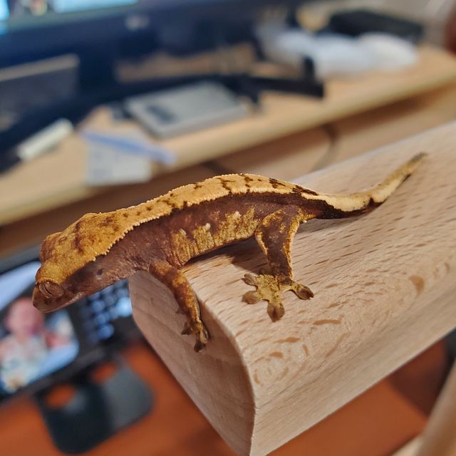 100%헷아잔틱 아잔틱 릴잔틱