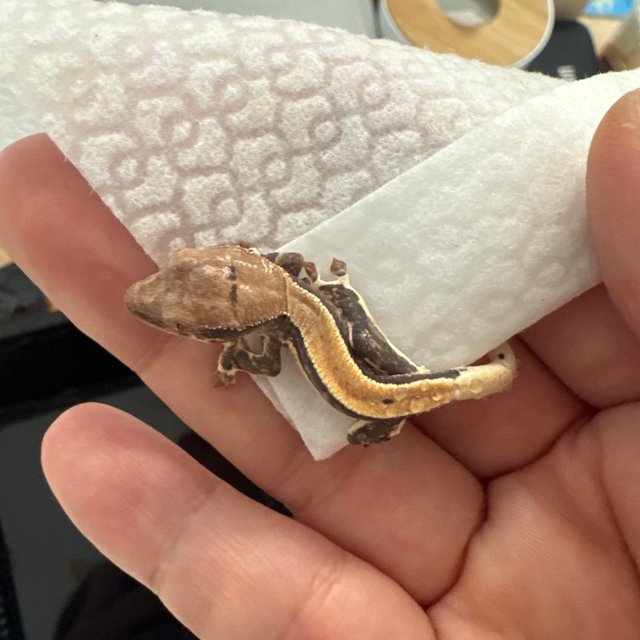 릴리100%헷아잔틱